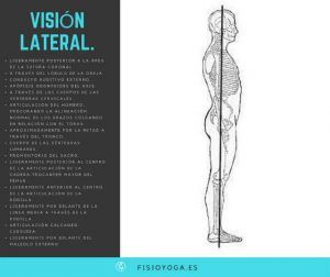 visión lateral postura fisioyoga